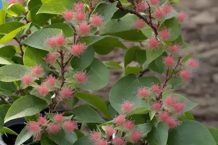 Fothergilla major (mountain witch alder) — photo 2