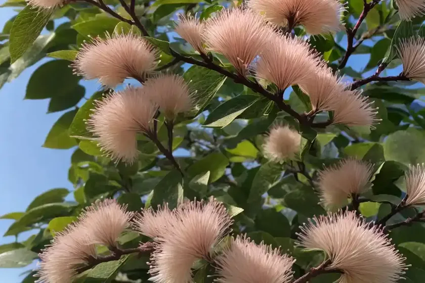 Fothergilla major (mountain witch alder) — photo 3