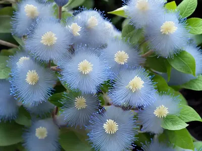 Fothergilla X Intermedia ‘Blue Shadow’ (Fothergilla)