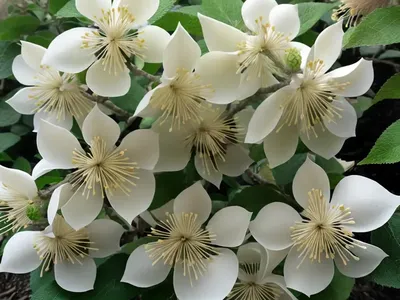 Fothergilla X Intermedia ‘Mount Airy’ (Fothergilla)