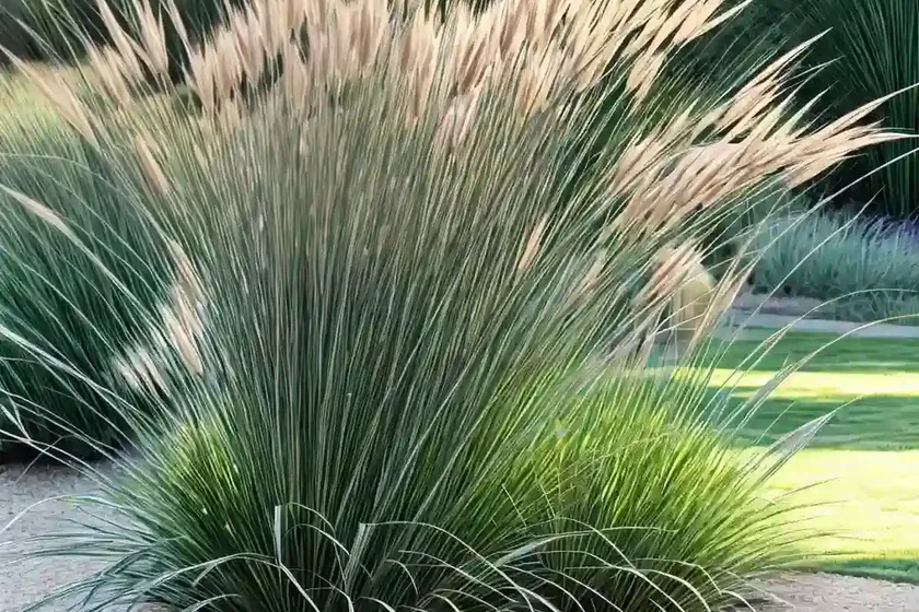 Fountain Grass (Pennisetum Alopecuroides ‘National Arboretum’) — photo 2