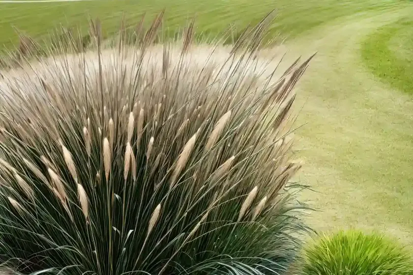 Fountain Grass (Pennisetum Alopecuroides ‘National Arboretum’) — photo 3
