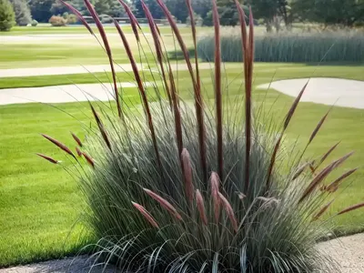 Fountain Grass (Pennisetum Alopecuroides ‘National Arboretum’)
