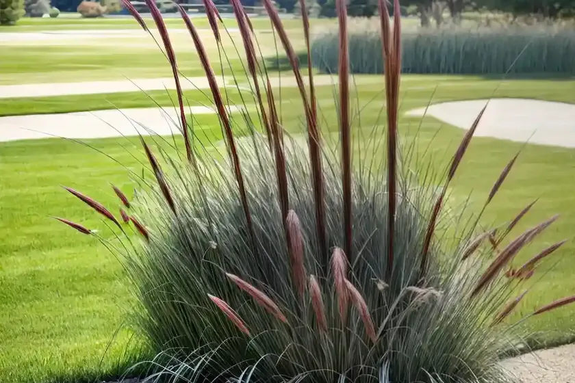 Fountain Grass (Pennisetum Alopecuroides ‘National Arboretum’)