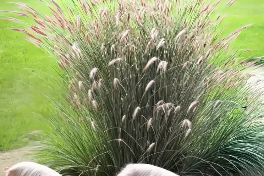 Fountain Grass (Pennisetum Alopecuroides ‘Piglet’) — photo 3