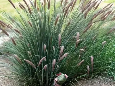 Fountain Grass (Pennisetum Alopecuroides ‘Piglet’)