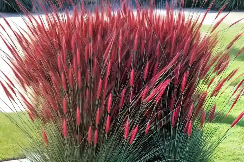 Fountain Grass (Pennisetum Alopecuroides ‘Red Rocket’) — photo 2