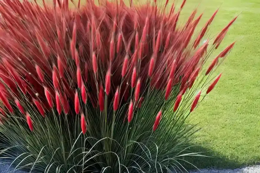 Fountain Grass (Pennisetum Alopecuroides ‘Red Rocket’) — photo 3