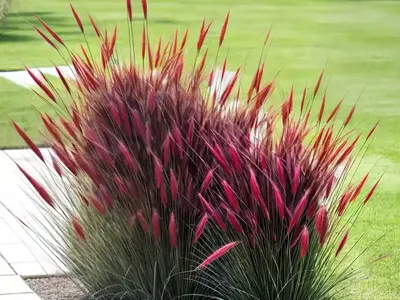 Fountain Grass (Pennisetum Alopecuroides ‘Red Rocket’)