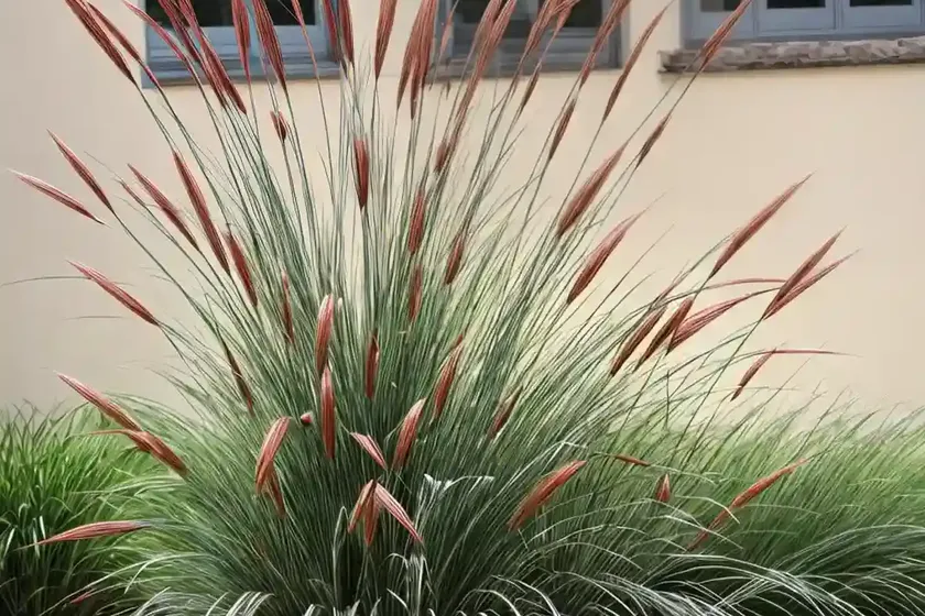 Fountain grass (pennisetum setaceum) — photo 2