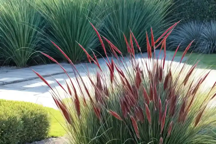 Fountain grass (pennisetum setaceum) — photo 3