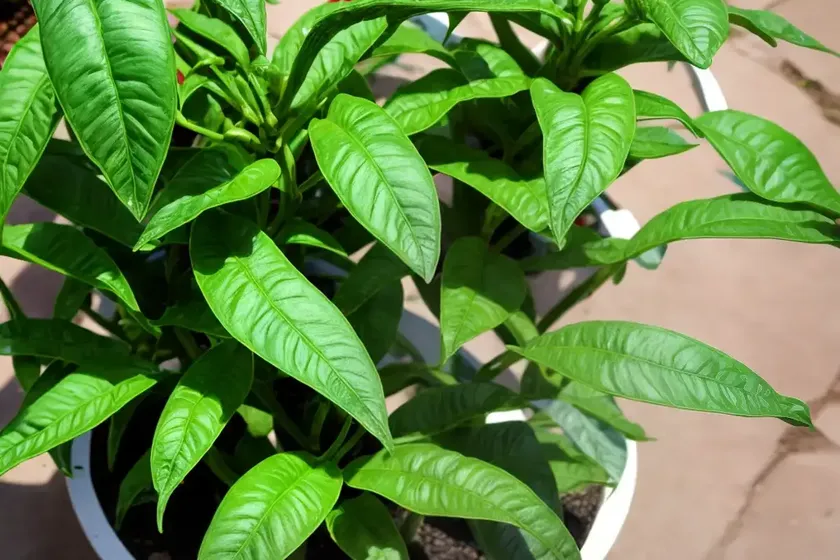 Four-leaf devil-pepper (rauvolfia tetraphylla) — photo 2