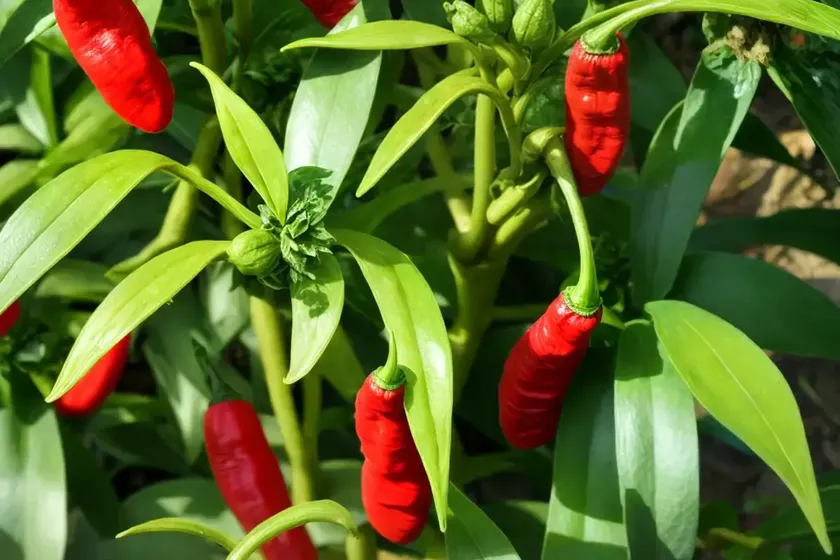 Four-leaf devil-pepper (rauvolfia tetraphylla) — photo 3