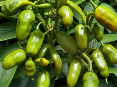 Four-leaf Devil-pepper (Rauvolfia Tetraphylla)