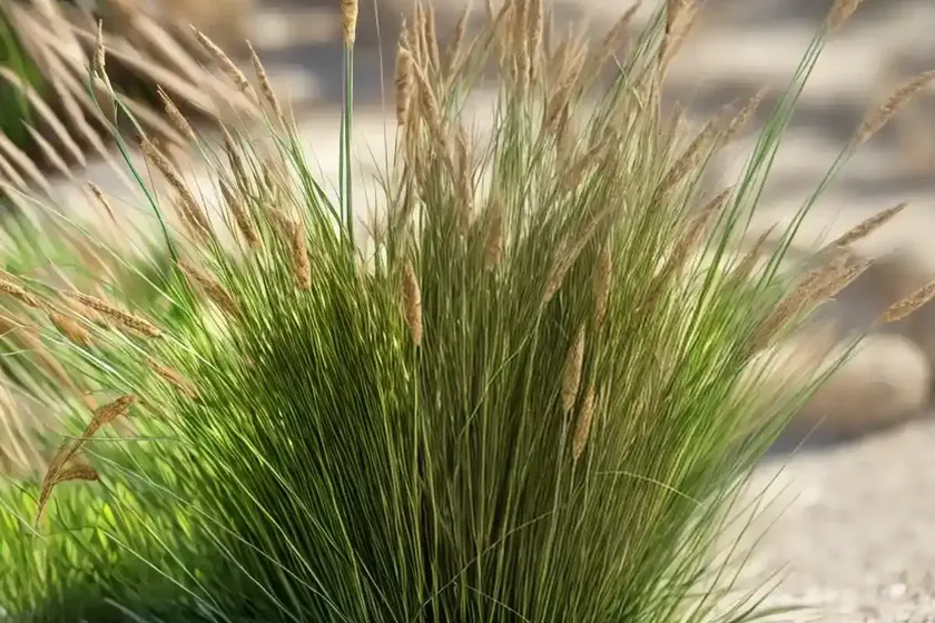 Foxtail bristle-grass (setaria viridis) — photo 2