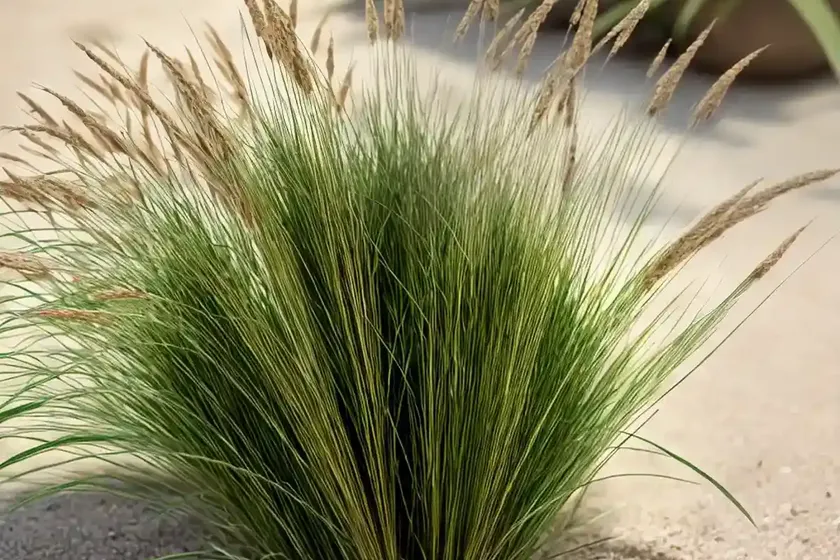 Foxtail bristle-grass (setaria viridis) — photo 3