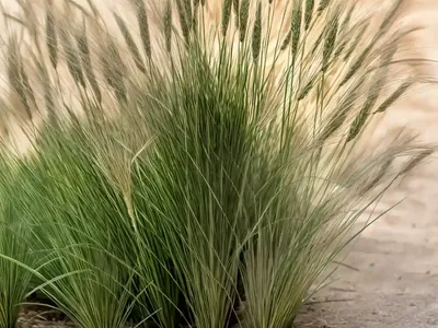 Foxtail Bristle-grass (Setaria Viridis)