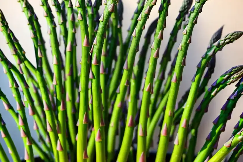Foxtail fern (asparagus densiflorus) — photo 2