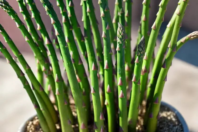 Foxtail fern (asparagus densiflorus) — photo 3