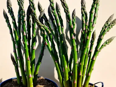 Foxtail Fern (Asparagus Densiflorus)