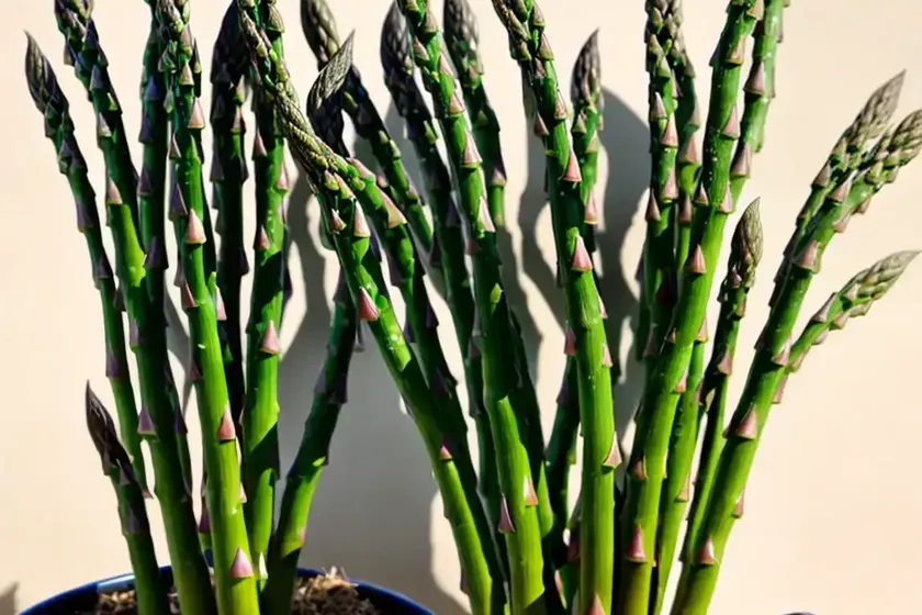 Foxtail fern (asparagus densiflorus)