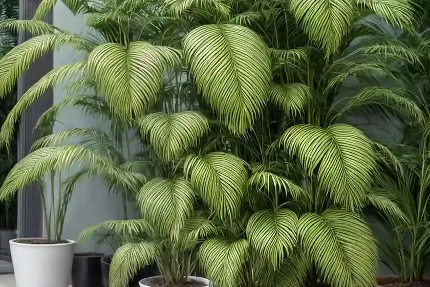 Foxtail Palm (Wodyetia Bifurcata) — photo 2