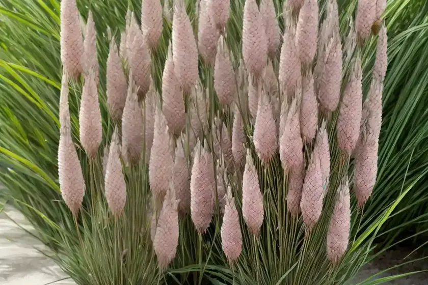 Foxtail restharrow (ononis alopecuroides) — photo 3