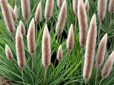 Foxtail Restharrow (Ononis Alopecuroides)