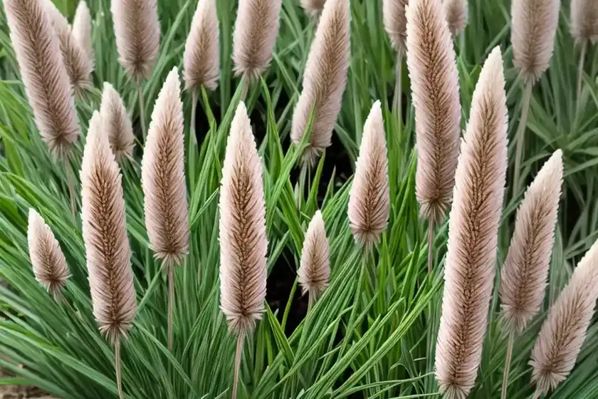 Foxtail restharrow (ononis alopecuroides)