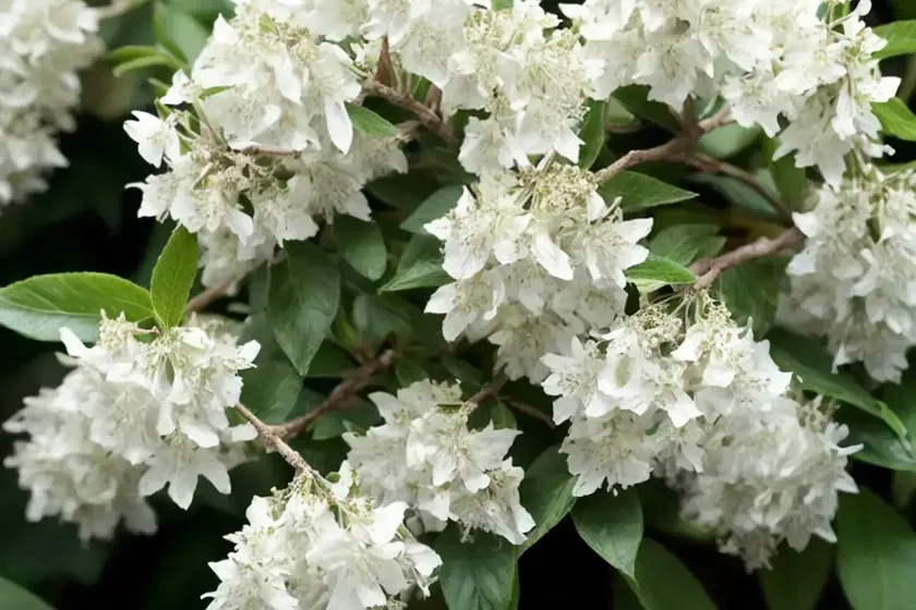 Fragrant abelia (abelia mosanensis ‘smnamds’ sweet emotion) — photo 2