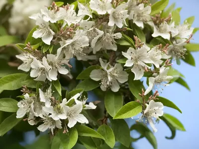Fragrant Abelia (Abelia Mosanensis ‘SMNAMDS’ SWEET EMOTION)