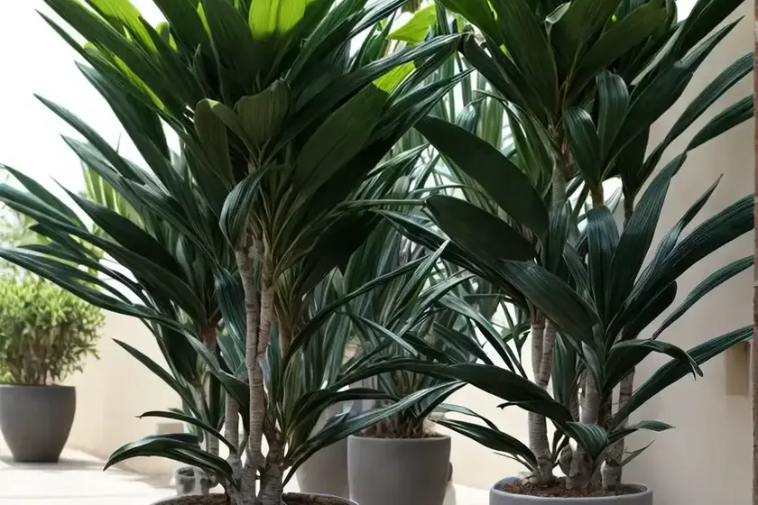 Fragrant dracaena (dracaena fragrans) — photo 2