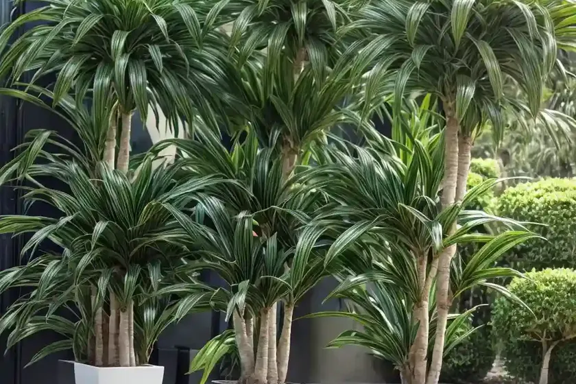 Fragrant dracaena (dracaena fragrans)