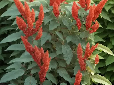 Fragrant Sumac (Rhus Aromatica ‘Gro-Low’)