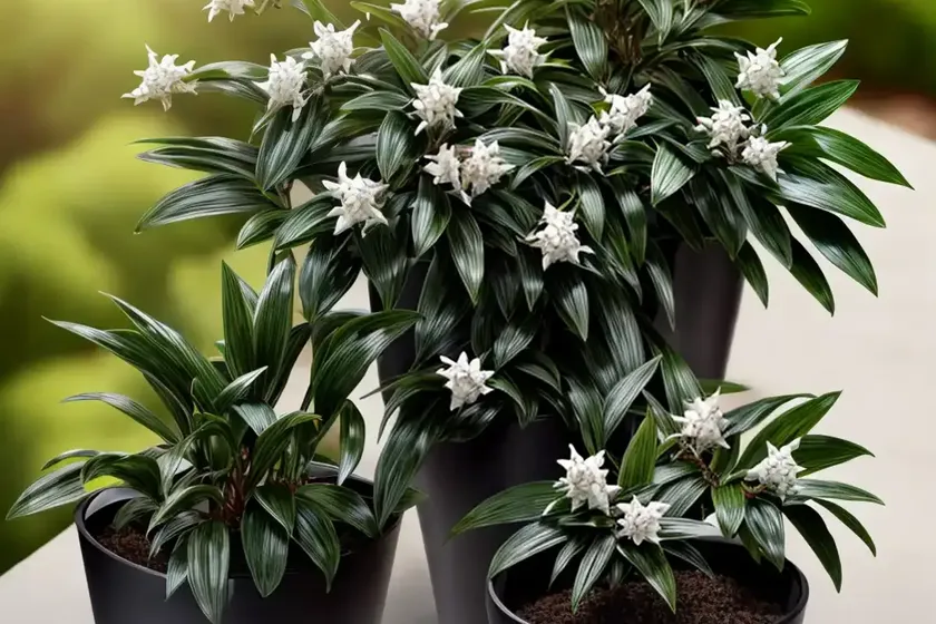 Fragrant sweet box (sarcococca ruscifolia) — photo 3