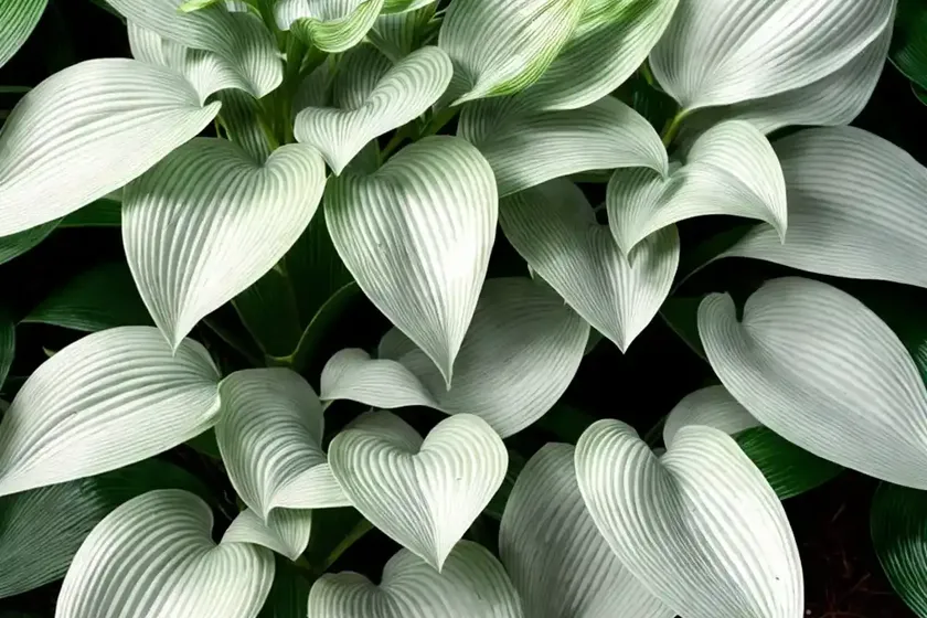 Francee hosta (hosta ‘francee’) — photo 2