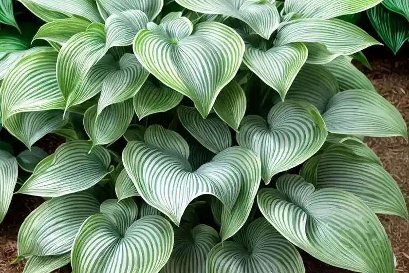 Francee hosta (hosta ‘francee’) — photo 3