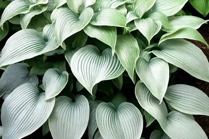Frances williams hosta (hosta sieboldiana ‘frances williams’) — photo 2