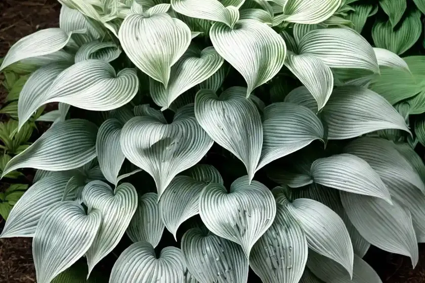 Frances williams hosta (hosta sieboldiana ‘frances williams’) — photo 3