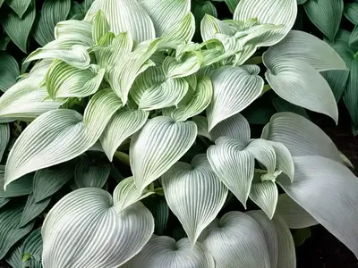 Frances Williams Hosta (Hosta Sieboldiana ‘frances Williams’)