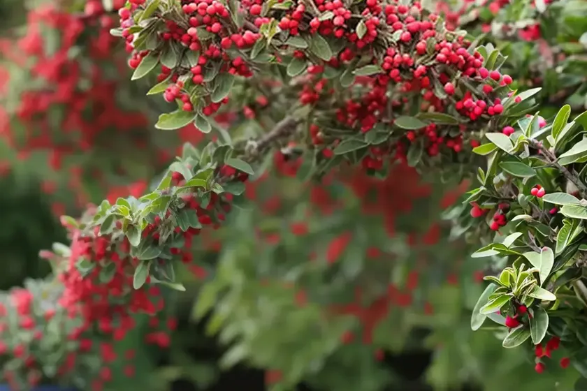 Franchet’s cotoneaster (cotoneaster franchetii) — photo 2
