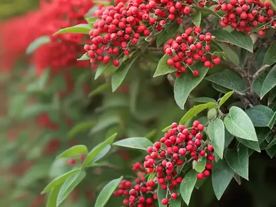 Franchet’s Cotoneaster (Cotoneaster Franchetii)