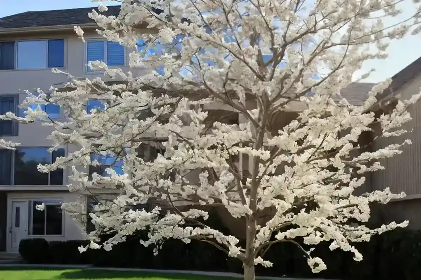 Fraxinus americana (white ash) — photo 3