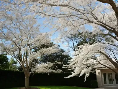 Fraxinus Americana (White Ash)
