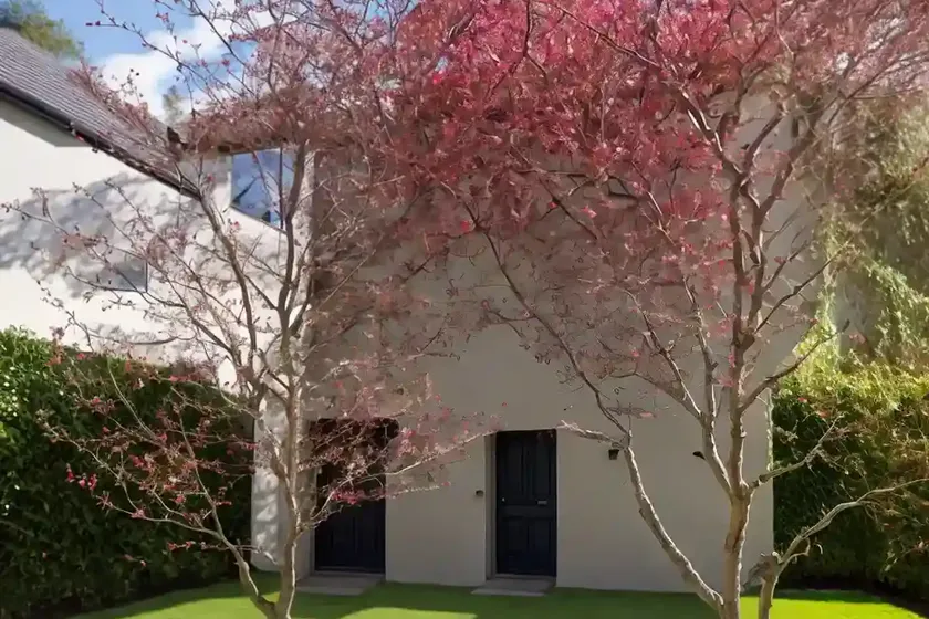 Fraxinus angustifolia ‘raywood’ (claret ash) — photo 2