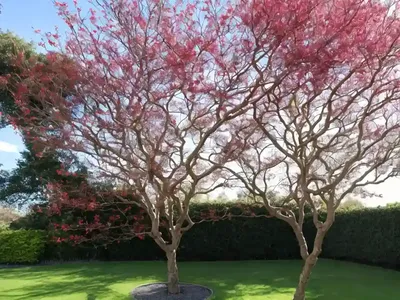 Fraxinus Angustifolia ‘Raywood’ (Claret Ash)