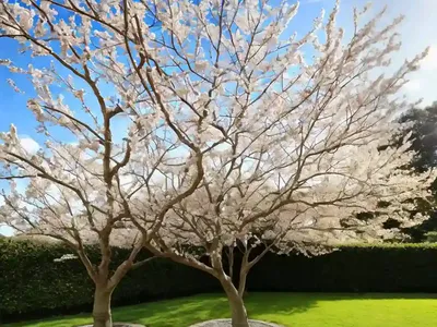 Fraxinus Excelsior (European Ash)