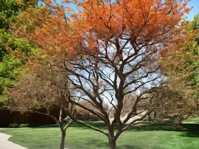 Fraxinus Latifolia (Oregon Ash)