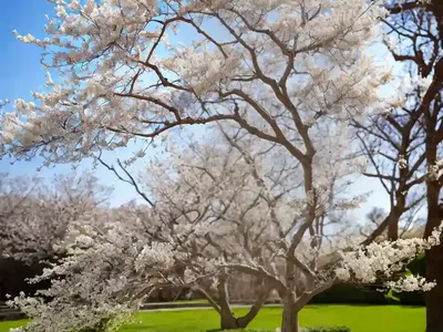 Fraxinus Ornus (Flowering Ash)
