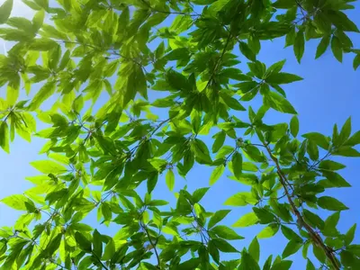 Fraxinus Pennsylvanica (Green Ash)